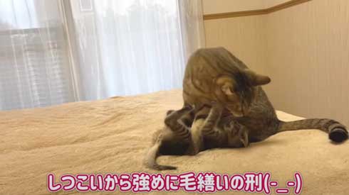 子猫 先住猫 先輩猫 遊んで じゃれ合い にゃんかつ YouTube