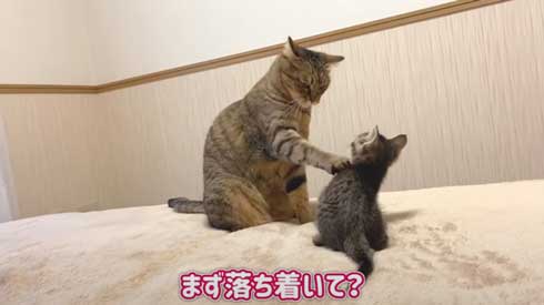 子猫 先住猫 先輩猫 遊んで じゃれ合い にゃんかつ YouTube