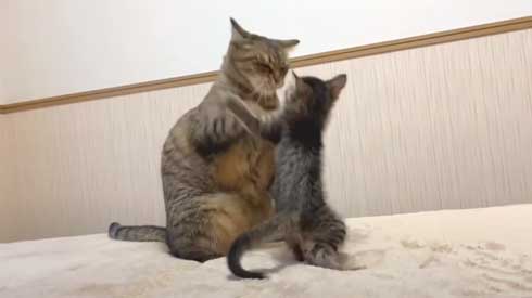 子猫 先住猫 先輩猫 遊んで じゃれ合い にゃんかつ YouTube