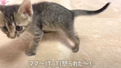 子猫 先住猫 先輩猫 遊んで じゃれ合い にゃんかつ YouTube