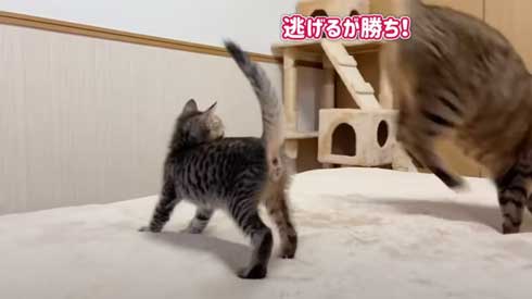 子猫 先住猫 先輩猫 遊んで じゃれ合い にゃんかつ YouTube