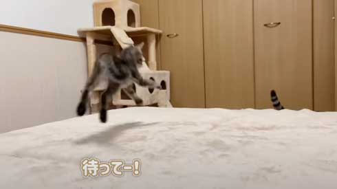 子猫 先住猫 先輩猫 遊んで じゃれ合い にゃんかつ YouTube