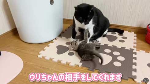 子猫 先住猫 先輩猫 遊んで じゃれ合い にゃんかつ YouTube