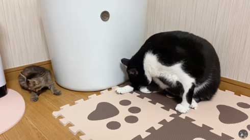 子猫 先住猫 先輩猫 遊んで じゃれ合い にゃんかつ YouTube