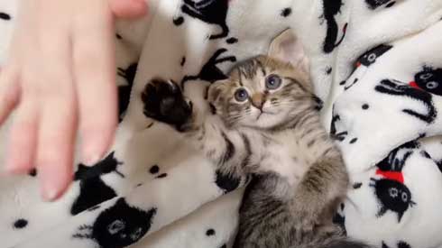 子猫 先住猫 先輩猫 遊んで じゃれ合い にゃんかつ YouTube