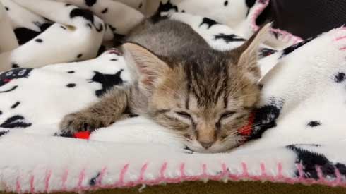 子猫 先住猫 先輩猫 遊んで じゃれ合い にゃんかつ YouTube