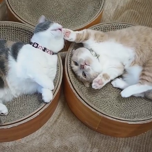 マンチカン coconyan＆nenenyan＆Laranyan ネネちゃん ララちゃん