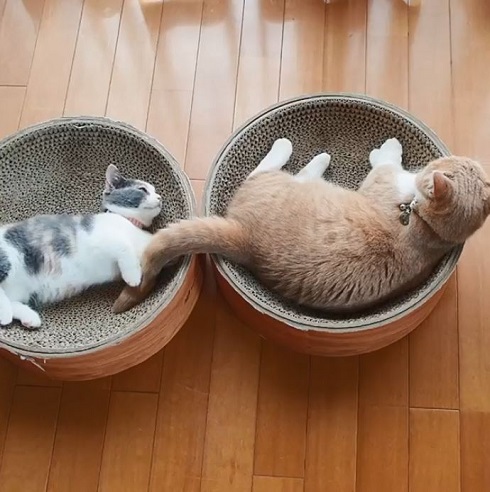 マンチカン coconyan＆nenenyan＆Laranyan ネネちゃん ララちゃん