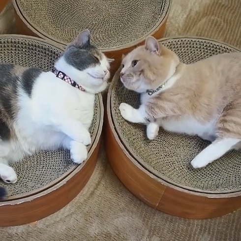 マンチカン coconyan＆nenenyan＆Laranyan ネネちゃん ララちゃん