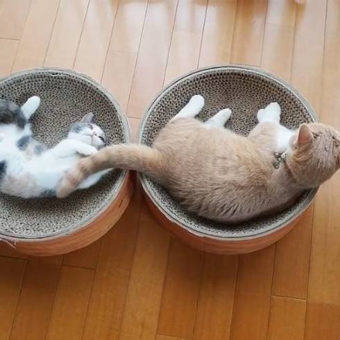 マンチカン coconyan＆nenenyan＆Laranyan ネネちゃん ララちゃん