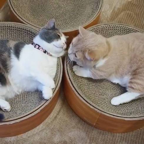 マンチカン coconyan＆nenenyan＆Laranyan ネネちゃん ララちゃん