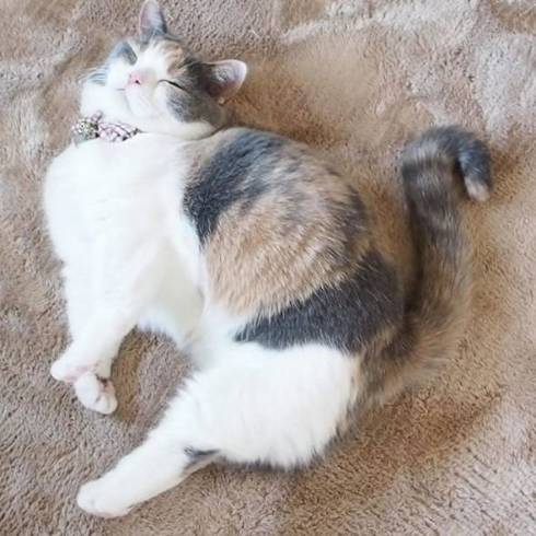 マンチカン coconyan＆nenenyan＆Laranyan ネネちゃん ララちゃん