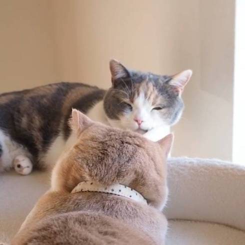 マンチカン coconyan＆nenenyan＆Laranyan ネネちゃん ララちゃん