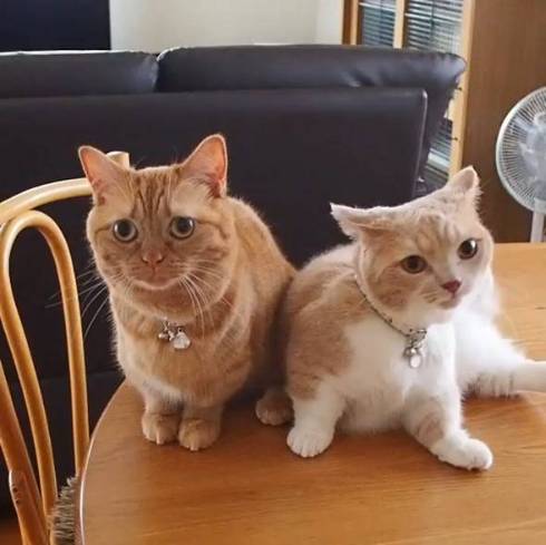 マンチカン coconyan＆nenenyan＆Laranyan ネネちゃん ララちゃん