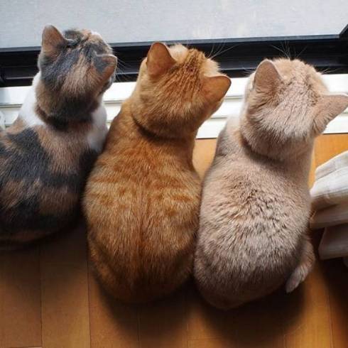 マンチカン coconyan＆nenenyan＆Laranyan ネネちゃん ララちゃん