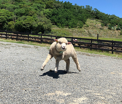 イングランドの丘