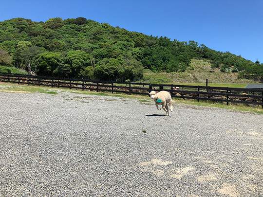 イングランドの丘