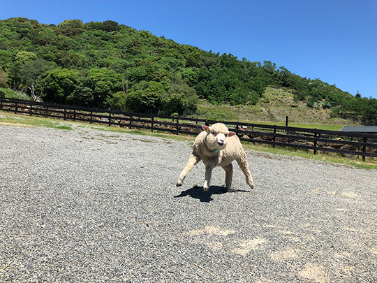 イングランドの丘