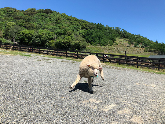 イングランドの丘