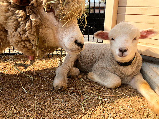 イングランドの丘