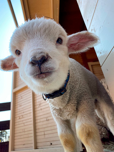 イングランドの丘