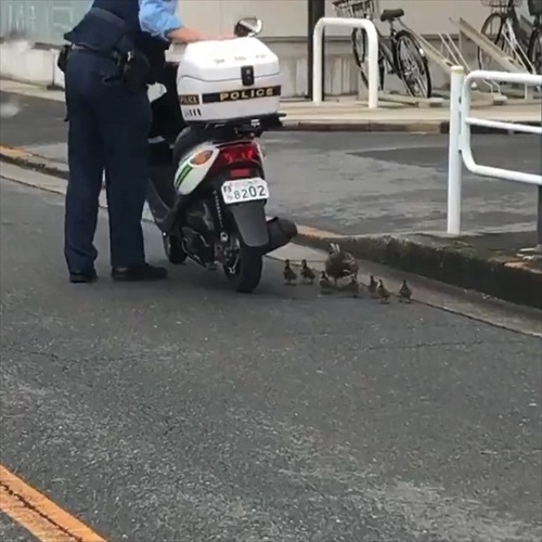 カルガモ一家を誘導するお巡りさん
