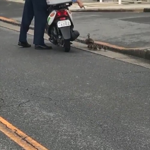 カルガモ一家を誘導するお巡りさん