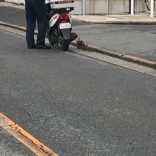 カルガモ一家を誘導するお巡りさん