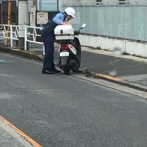 カルガモ一家を誘導するお巡りさん