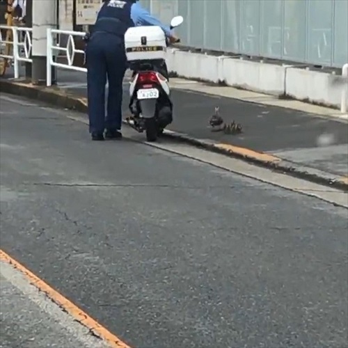 カルガモ一家を誘導するお巡りさん