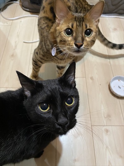 猫のおしっこ臭対策