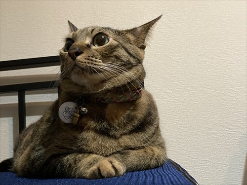 猫のおしっこ臭対策