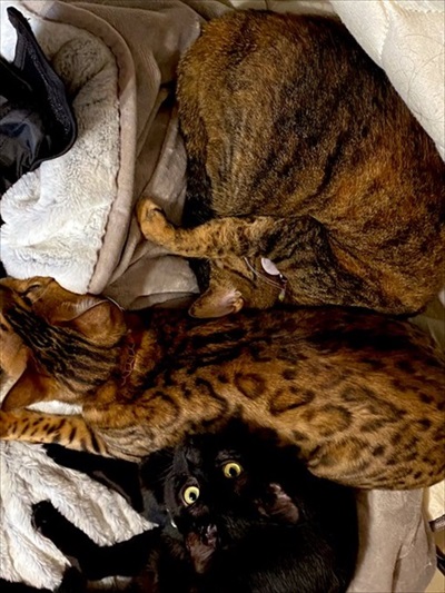 猫のおしっこ臭対策