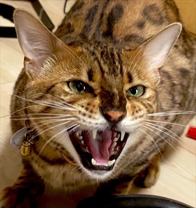 猫のおしっこ臭対策