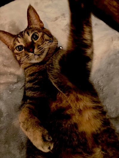 猫のおしっこ臭対策