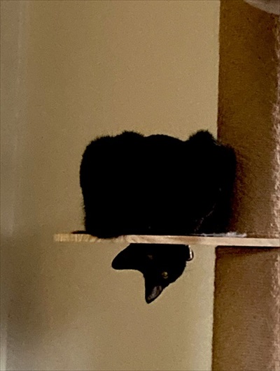 猫のおしっこ臭対策