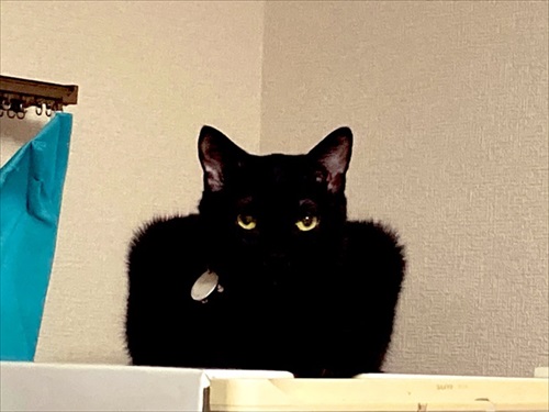 猫のおしっこ臭対策