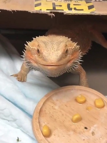 トカゲ
