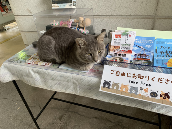 自由すぎる猫