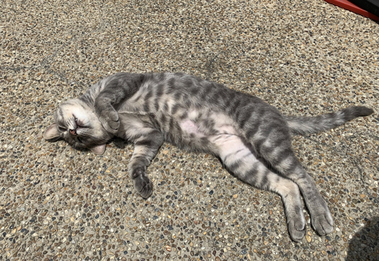 ひなたぼっこ猫ちゃん
