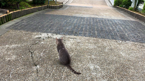 展望台の猫ちゃん