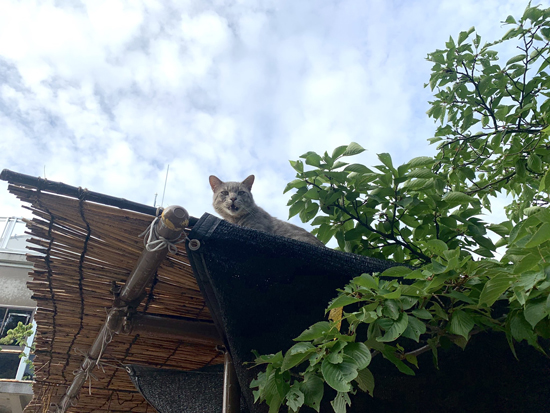 屋根の上から