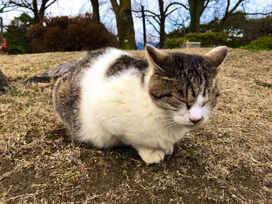 眠る猫ちゃん