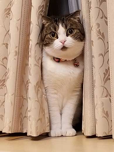 半開きに見える 猫の口 模様