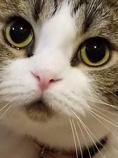 半開きに見える 猫の口 模様