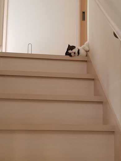 半開きに見える 猫の口 模様