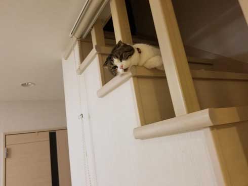 半開きに見える 猫の口 模様