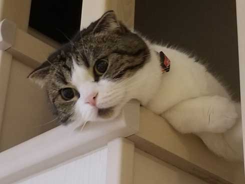 半開きに見える 猫の口 模様