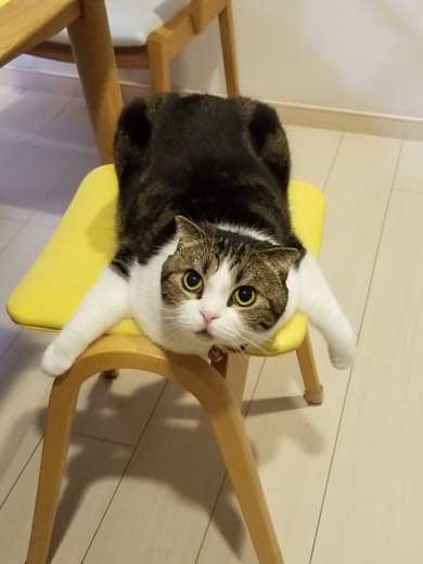 半開きに見える 猫の口 模様