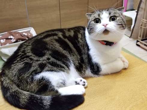 半開きに見える 猫の口 模様